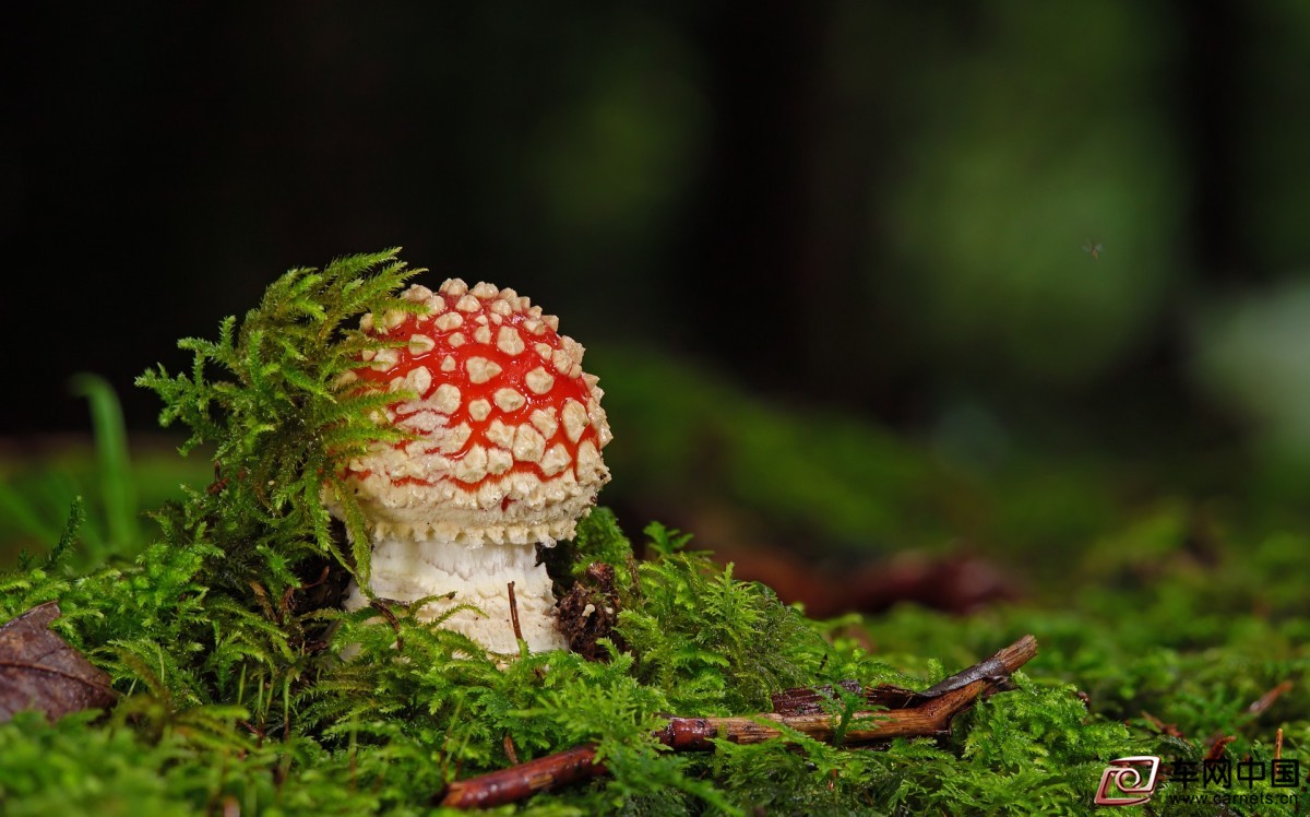 mushroom-7493197_1920